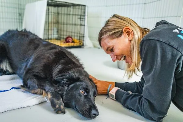 An adult medium-sized female German Shepherd Dog named Clover for adoption in San Diego, CA