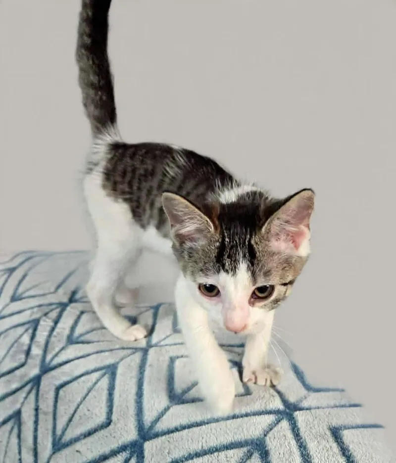 A baby medium-sized male Tabby (Brown / Chocolate) Tabby cat named Kol for adoption in Greensburg, PA