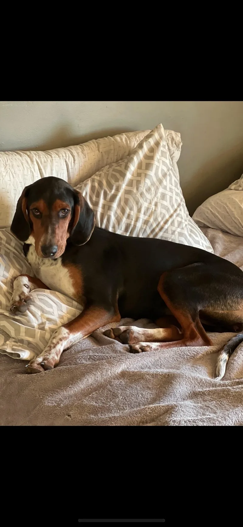A young medium-sized female Bicolor American Foxhound dog named Sassy for adoption in Elloree, SC