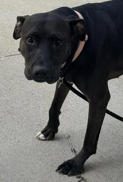 An adult large-sized female Mixed Breed dog named Lucy for adoption in Cincinnati, OH