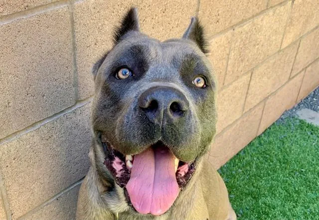 An adult large-sized male Cane Corso dog named Zeus for adoption in Moreno Valley, CA