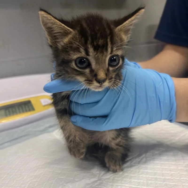 A baby small-sized male Brown / Chocolate Domestic Short Hair cat named Archie for adoption in Summerville, SC