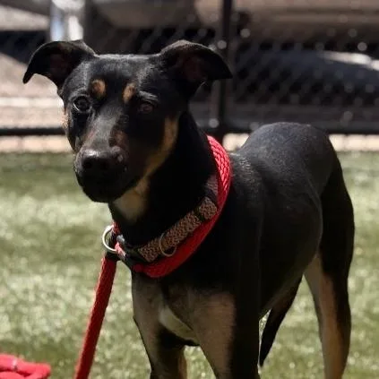 An adult medium-sized male Black Mixed Breed dog named Fellow for adoption in Philadelphia, PA