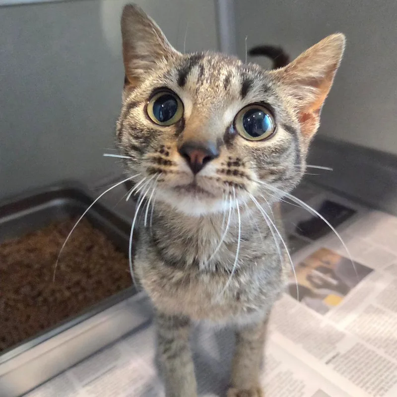 A young small-sized female Gray / Blue / Silver Domestic Short Hair cat named Peggy Sue for adoption in Chattanooga, TN