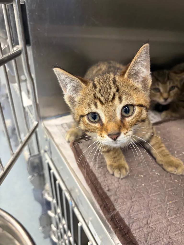 A baby medium-sized male Domestic Short Hair cat named Stefan Salvatore for adoption in Portland, IN