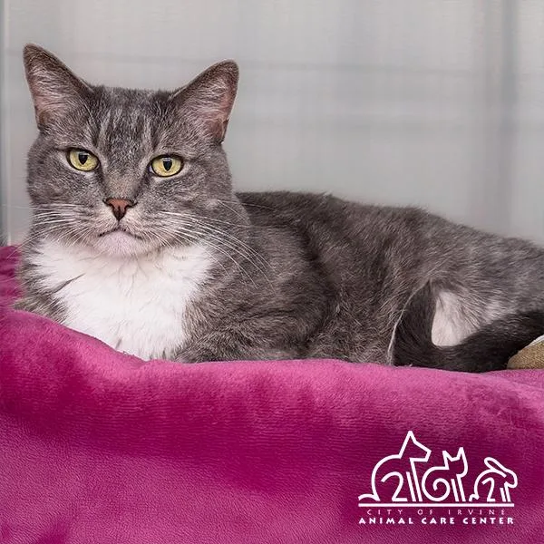 An adult small-sized female Domestic Short Hair cat named Cali for adoption in Irvine, CA