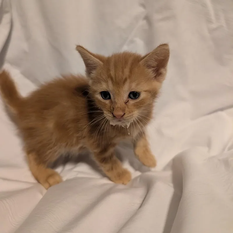 A baby small-sized male Orange / Red Domestic Short Hair cat named Screwdriver for adoption in Bradenton, FL