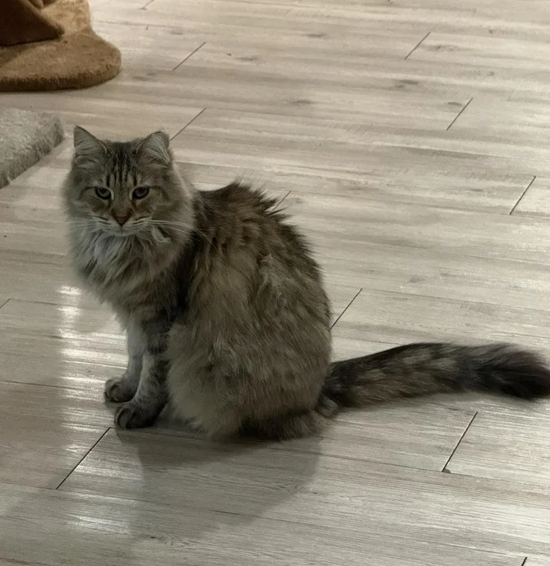 An adult medium-sized female Tabby cat named Evie Spring for adoption in Chandler, AZ