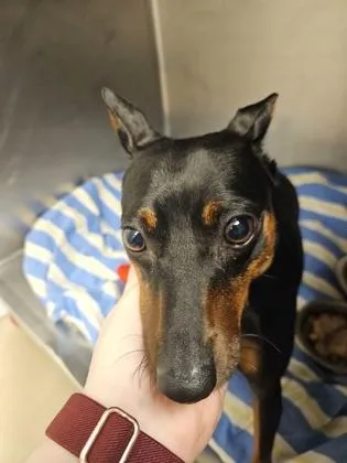 An adult small-sized female Miniature Pinscher dog named Sheila for adoption in South Bend, IN