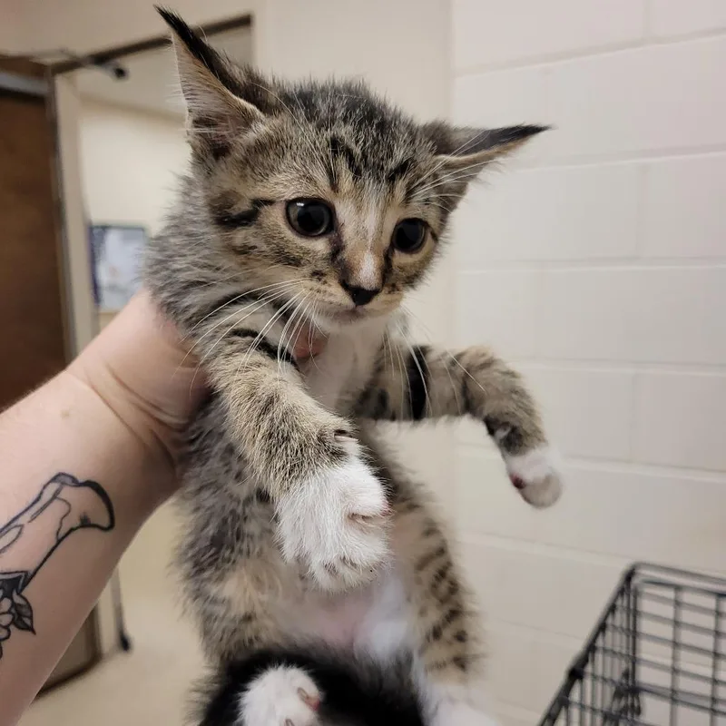A baby small-sized male Domestic Short Hair cat named Jeep for adoption in Lake Panasoffkee, FL