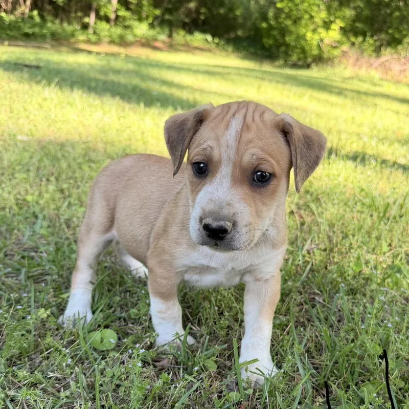 A baby medium-sized male Tricolor (Brown, Black, & White) Hound dog named Pebbles for adoption in Warrior, AL