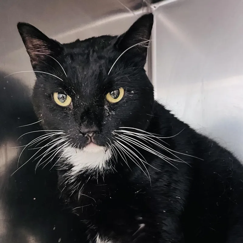 An adult extra large-sized male Black Domestic Short Hair cat named Emmett for adoption in Gloucester, VA