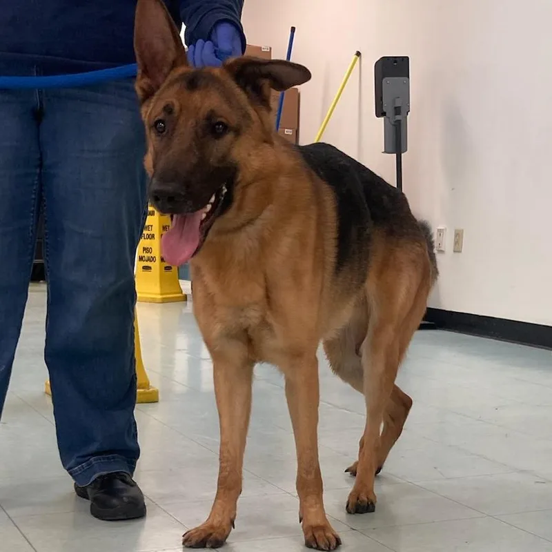 An adult large-sized male Yellow / Tan / Blond / Fawn German Shepherd Dog dog named Hughie for adoption in Philadelphia, PA