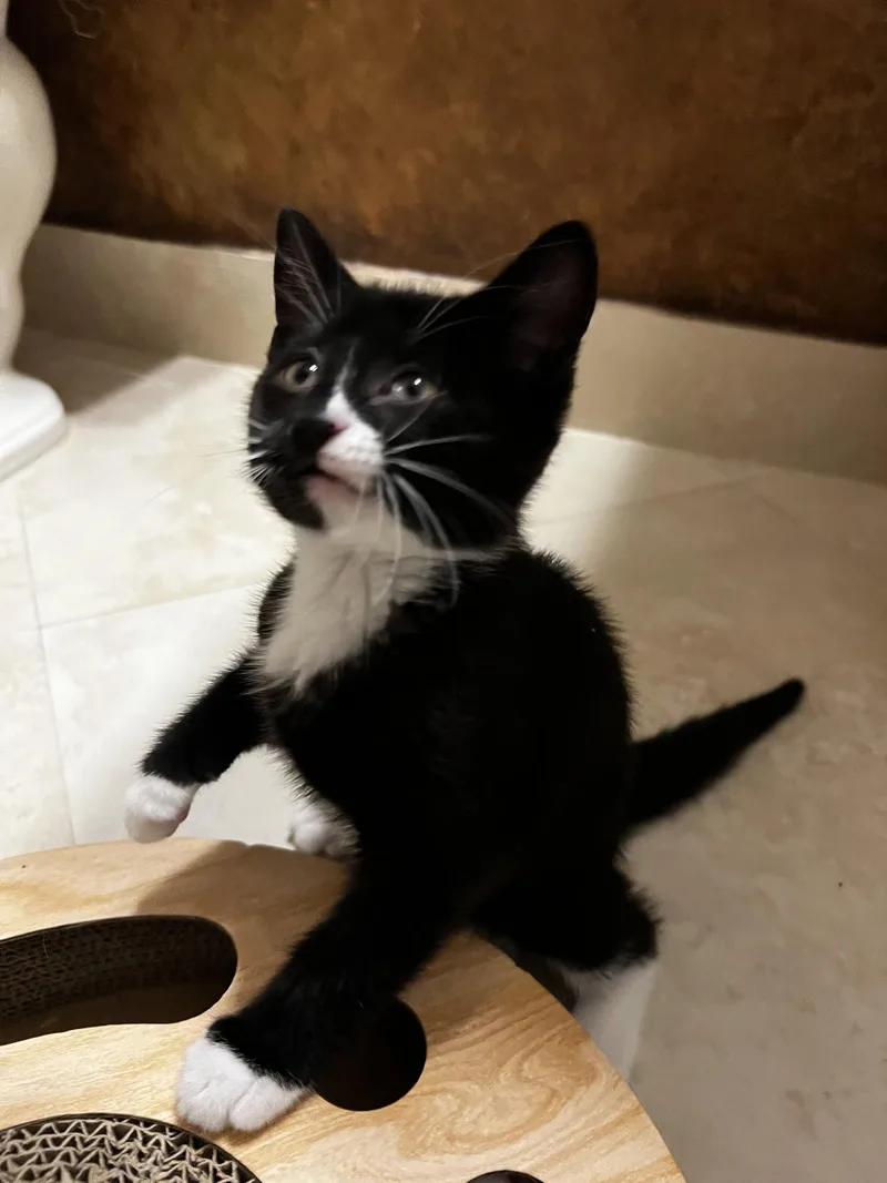 A baby medium-sized female Black & White / Tuxedo Domestic Short Hair cat named Bella for adoption in Royal Palm Beach, FL