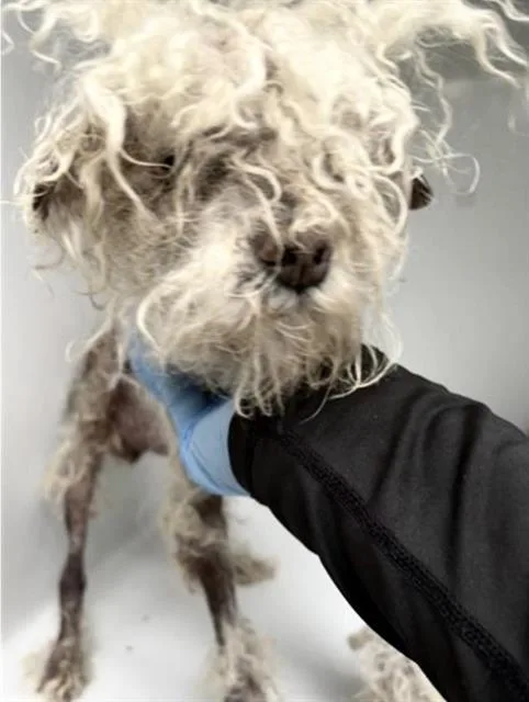 A senior small-sized male Poodle dog named Brollie for adoption in Houston, TX