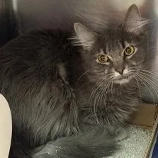A young small-sized male Gray & White Domestic Medium Hair cat named Motley Crue for adoption in Rapid City, SD