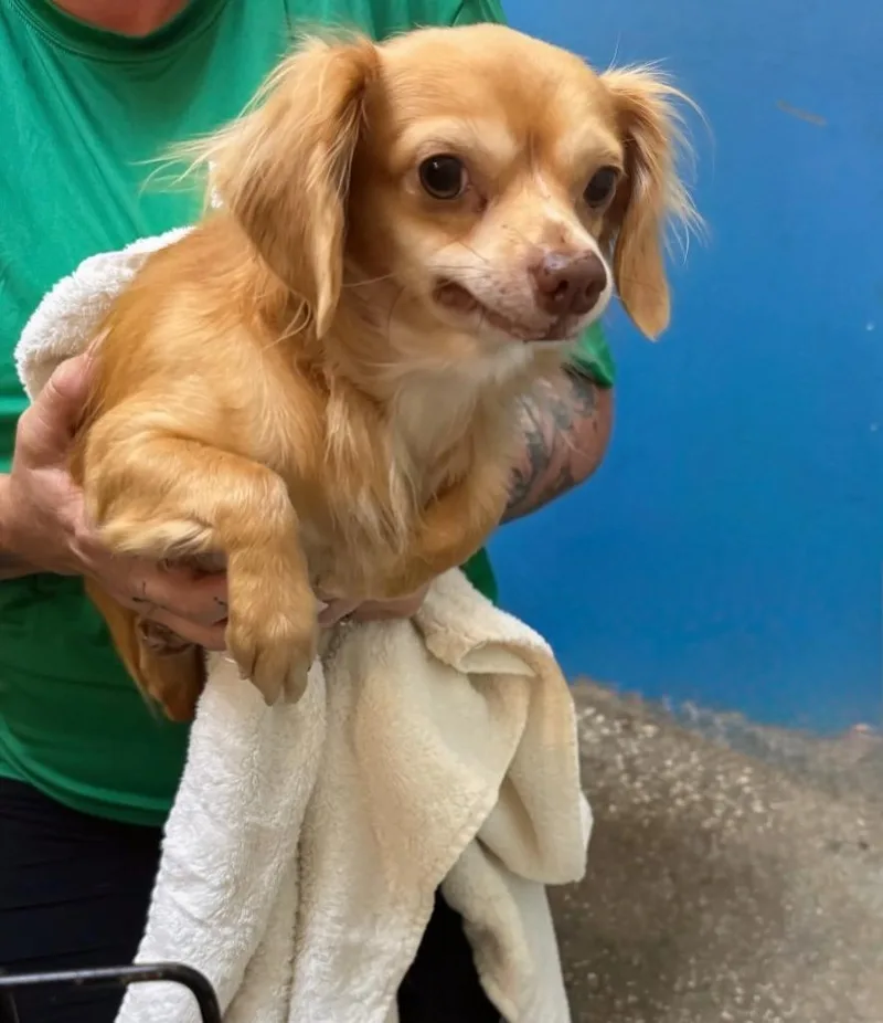 A young small-sized male Mixed Breed dog named Surfer for adoption in Ocala, FL