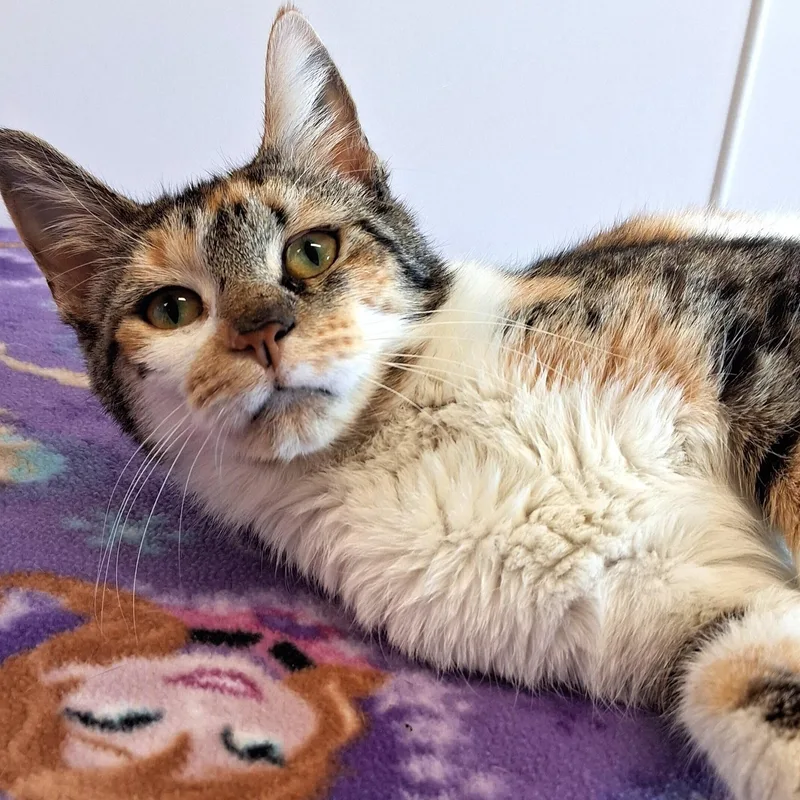 An adult medium-sized female Calico Domestic Short Hair cat named Selah for adoption in Belmont, NY