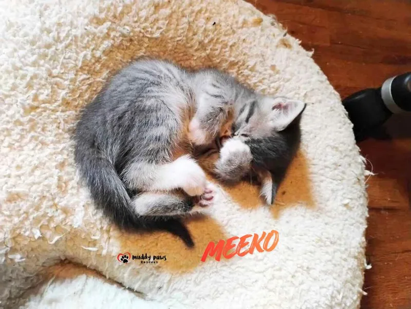 A baby small-sized male Domestic Short Hair cat named Princess Pals: Meeko for adoption in Council Bluffs, IA