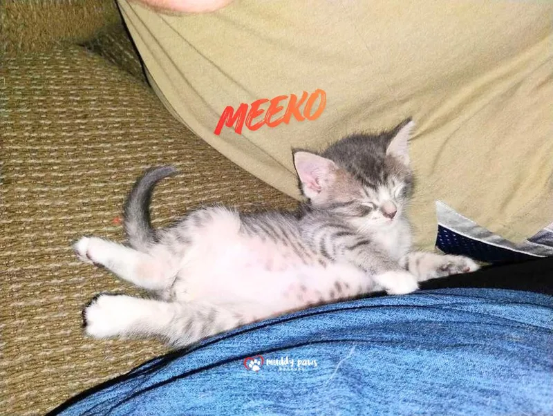 Princess Pals:  Meeko thumbnail 2