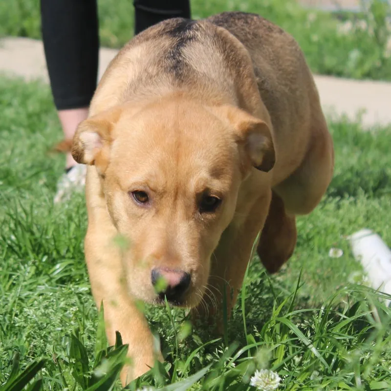 Lemonhead thumbnail 2