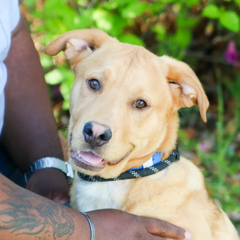 Lemonhead thumbnail 3