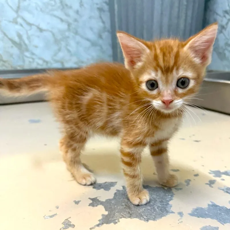 A baby medium-sized female Orange & White Domestic Short Hair cat named Wren for adoption in Joshua Tree, CA