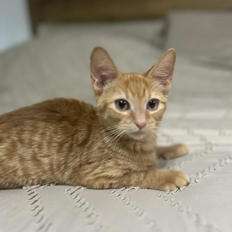 A baby small-sized male Orange / Red Domestic Short Hair cat named Finneas for adoption in San Antonio, TX
