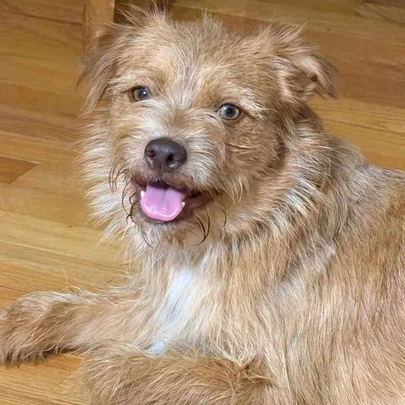 A young small-sized male Brown / Chocolate Terrier dog named Skipper for adoption in Houston, TX