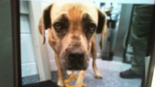 An adult large-sized female Mixed Breed dog named A for adoption in Charlotte, NC