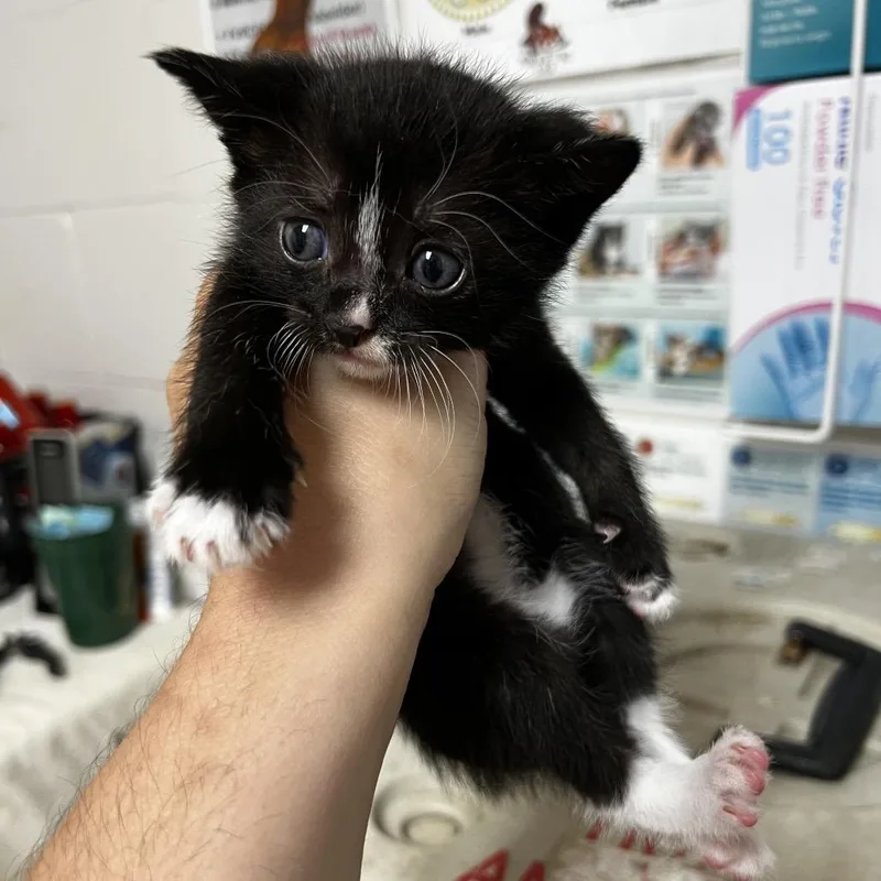 A baby small-sized male Domestic Short Hair cat named Dmitri for adoption in Birmingham, AL