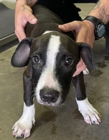 A baby medium-sized male Mixed Breed dog named Mickey Mouse for adoption in Pensacola, FL