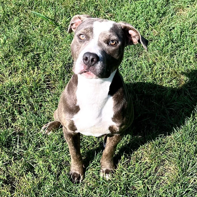 An adult medium-sized female Gray / Blue / Silver Pit Bull Terrier dog named Coolie for adoption in Fort Wayne, IN