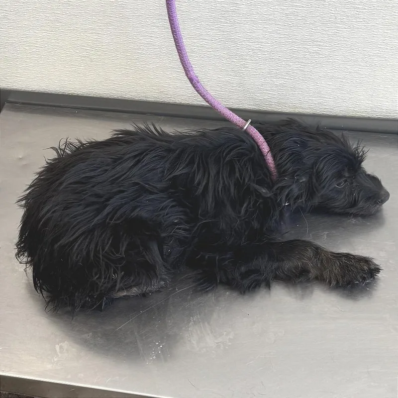 A baby small-sized female Black Mixed Breed dog named Zinnia for adoption in Las Cruces, NM