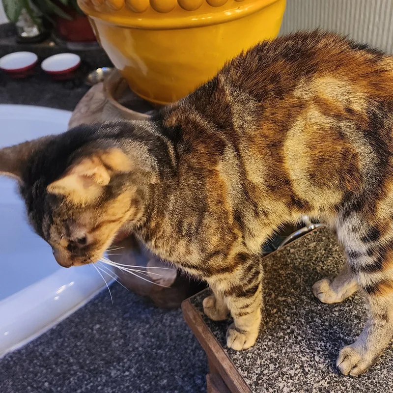 An adult small-sized female Tabby cat named Turtle for adoption in Newport, OR