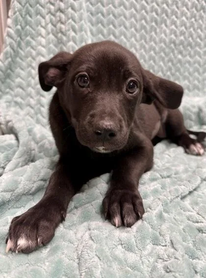A baby large-sized female Labrador Retriever dog named Wisteria for adoption in Picayune, MS