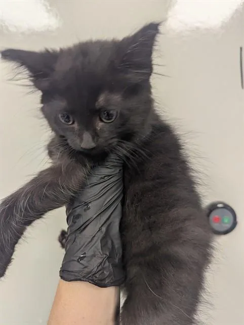 A baby small-sized female Domestic Long Hair cat named Queenie for adoption in Ontario, CA