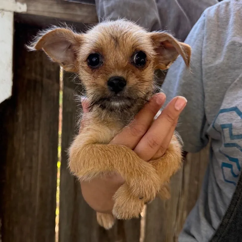 A baby small-sized female Terrier dog named Josie for adoption in Sonoma, CA