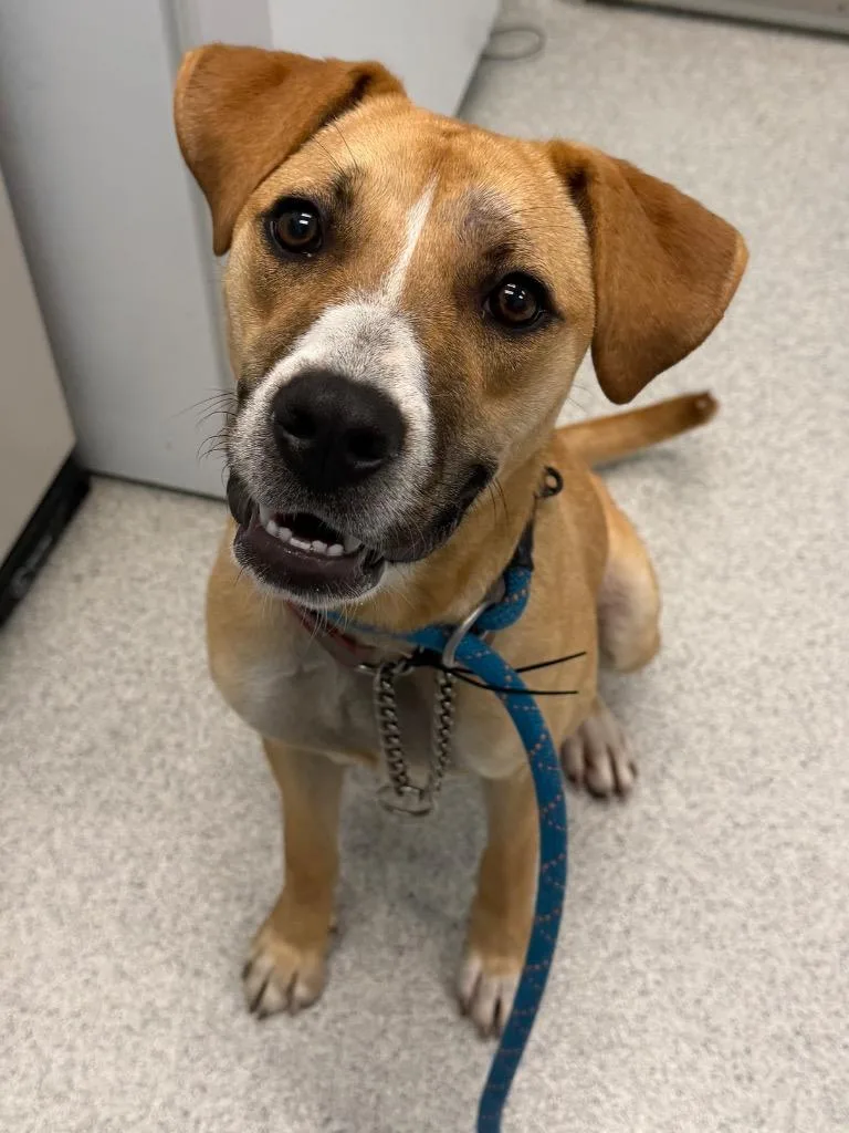 A young medium-sized female Yellow / Tan / Blond / Fawn Mixed Breed dog named Hazel for adoption in Frankfort, KY