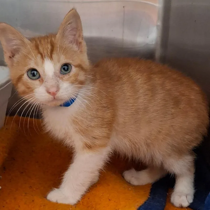 A baby small-sized male Orange / Red Domestic Short Hair cat named Krusty Krab for adoption in Lakeland, FL