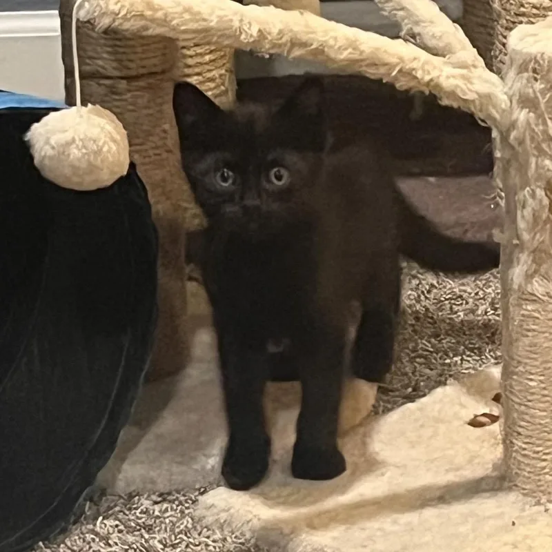A baby small-sized male Black Domestic Short Hair cat named Dean for adoption in Shawnee, KS