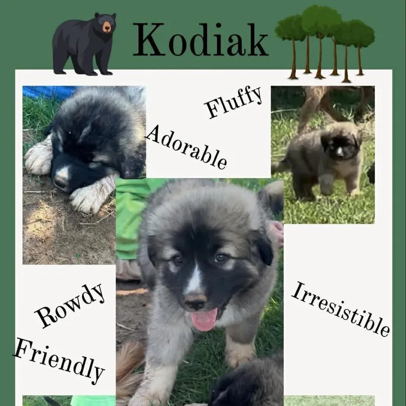 Kodiak thumbnail 3