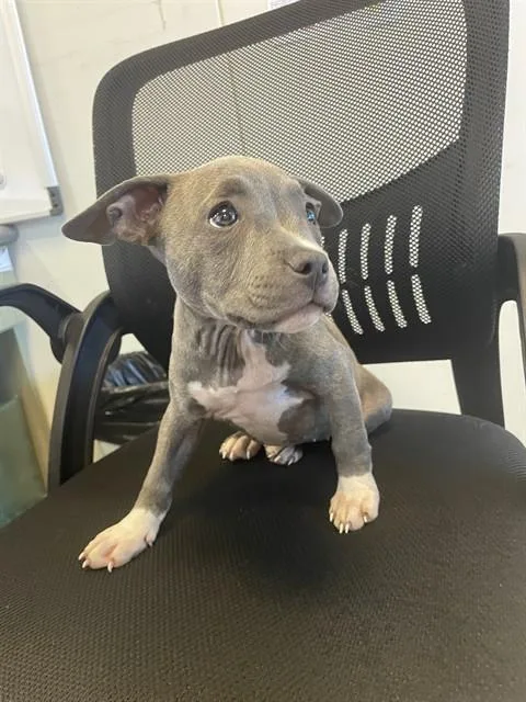 A baby medium-sized female Pit Bull Terrier dog named Jellybean A for adoption in Plano, TX