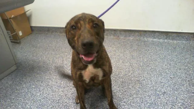A young large-sized female Mixed Breed dog named Kali for adoption in Charlotte, NC