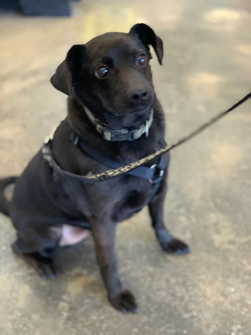 A senior small-sized male Black Chihuahua dog named Eddie for adoption in Mojave, CA