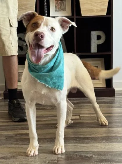An adult medium-sized male Labrador Retriever dog named Benson for adoption in Madison, NJ