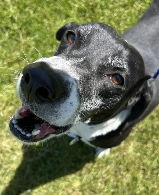 A senior large-sized female Black Treeing Walker Coonhound dog named Lily for adoption in Bryan, OH