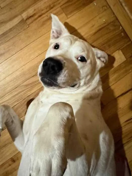 An adult large-sized female Boxer dog named Honeybee for adoption in Boise, ID