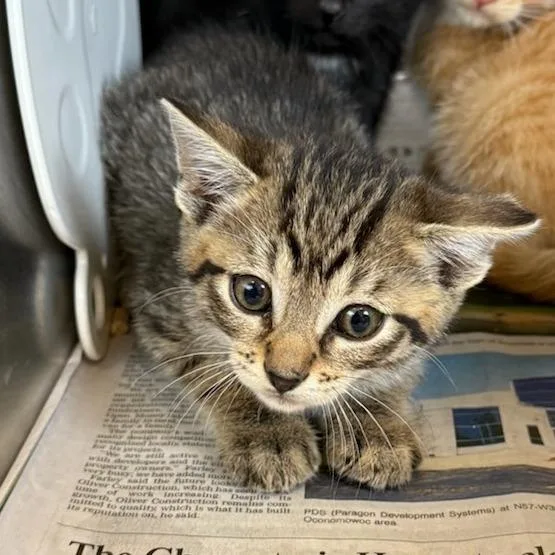 A baby small-sized male Brown / Chocolate Domestic Short Hair cat named Nick for adoption in Waukesha, WI
