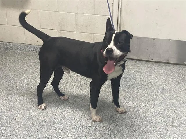An adult large-sized male Pit Bull Terrier dog named Biggy for adoption in Long Beach, CA